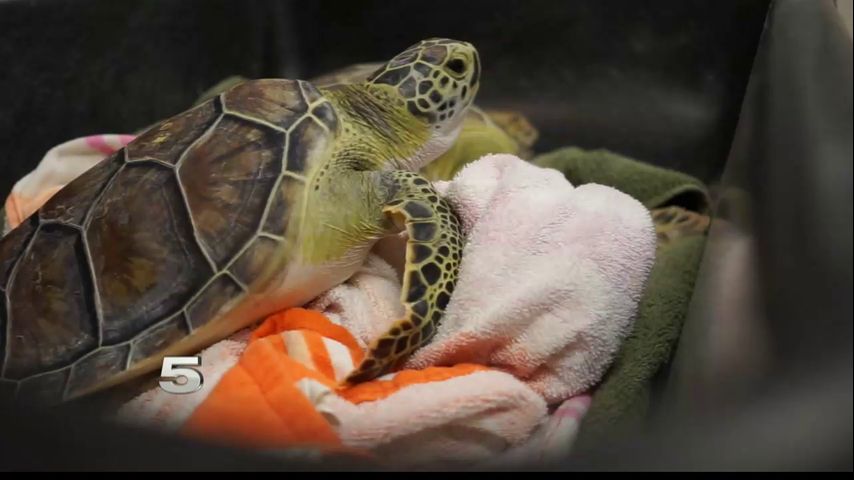 Research Continues for Cause of Tumors in Sea Turtles