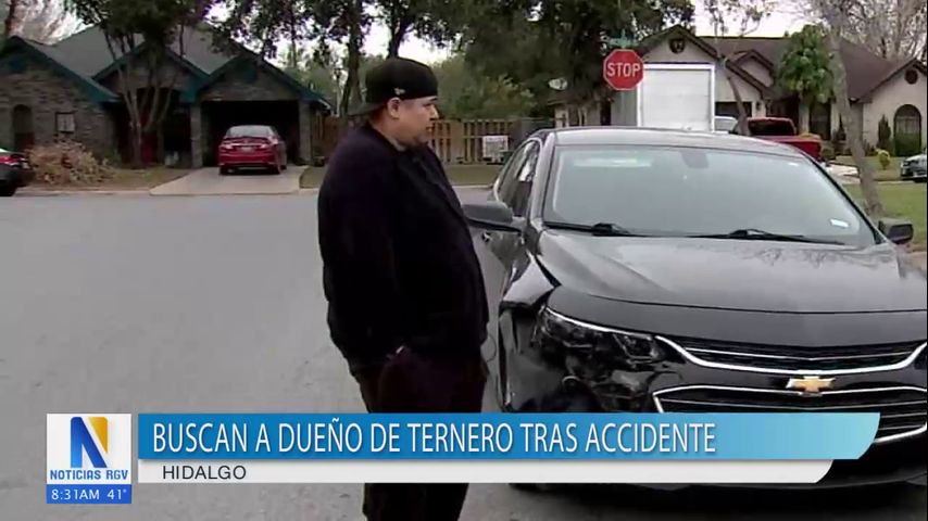 Residente de Hidalgo sufre accidente tras impactar su auto contra un ternero