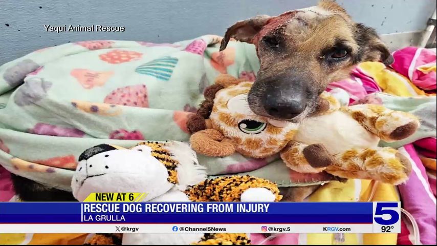 La Grulla dog continues to recover following animal cruelty investigation