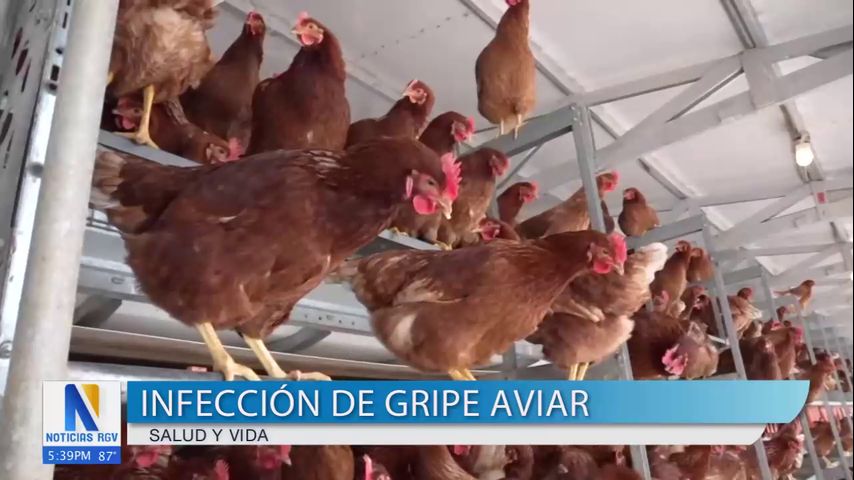 Aumentan los casos de gripe aviar en agricultores en EE.UU.