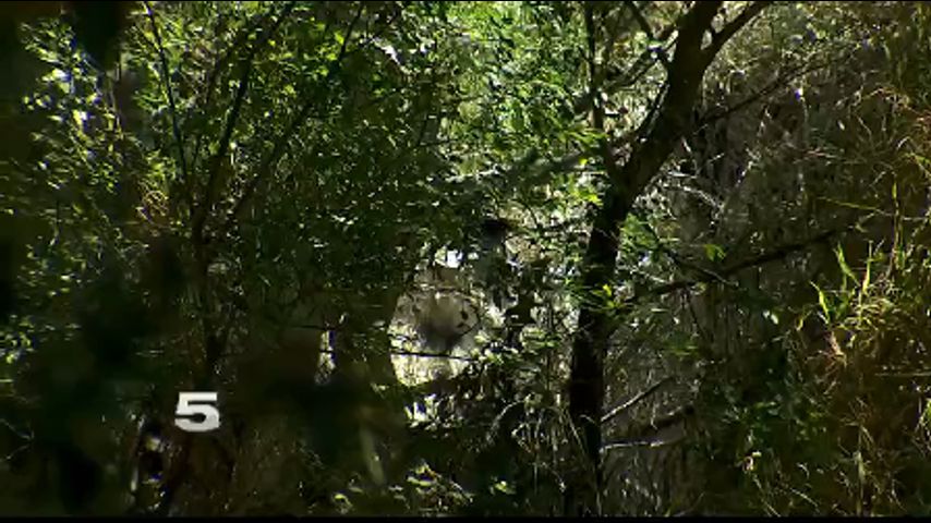 McAllen Fire Crews Respond to Bee Hive in Man's Yard