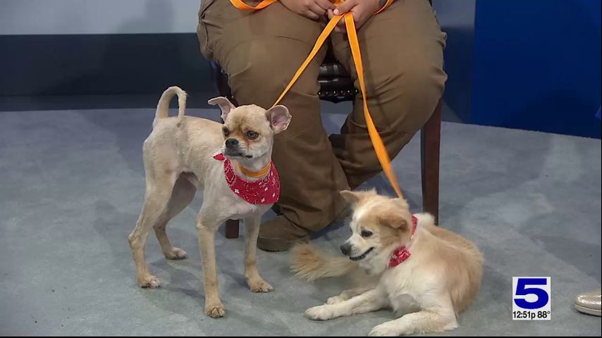 Pet of the Week: Socks and Kit Kat