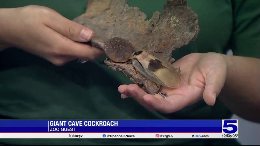 Zoo Guest: Giant cave cockroach