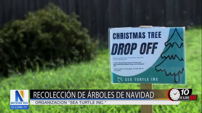 Sea Turtle Inc. acepta árboles de Navidad para ayudar a reforzar las dunas de arena