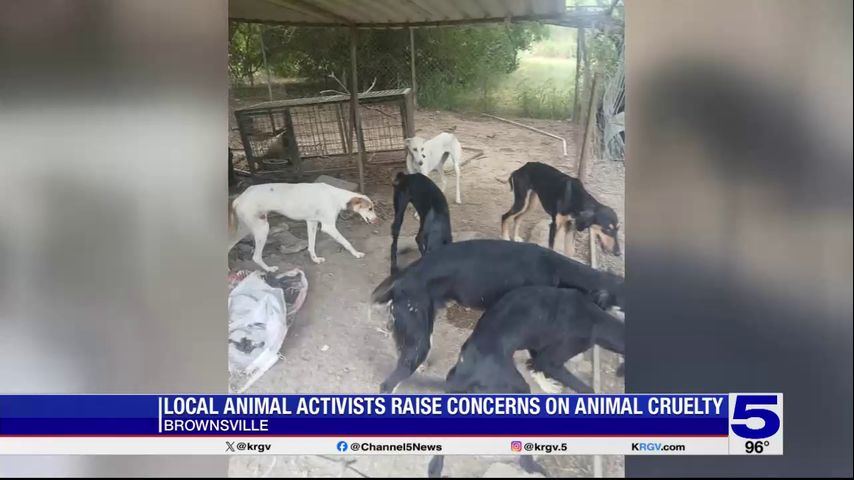 Brownsville organization raises concerns on alleged animal cruelty incident