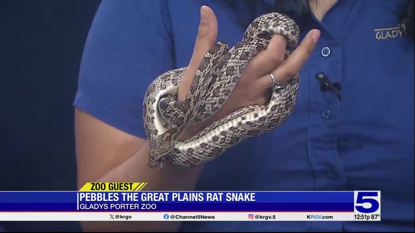 Zoo Guest: Pebbles the Great Plains Rat Snake