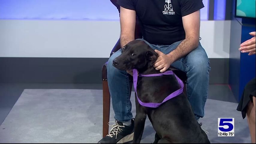 Pet of the Week: Cora the Shepherd mix