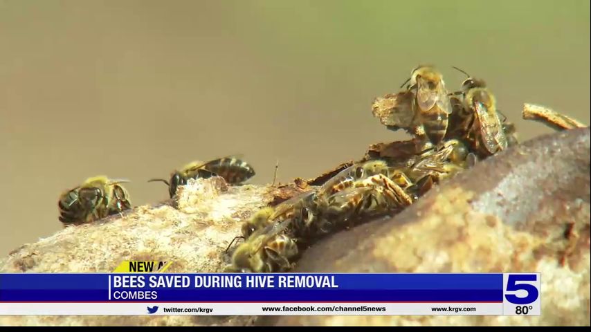 Bees saved during hive removal in Combes