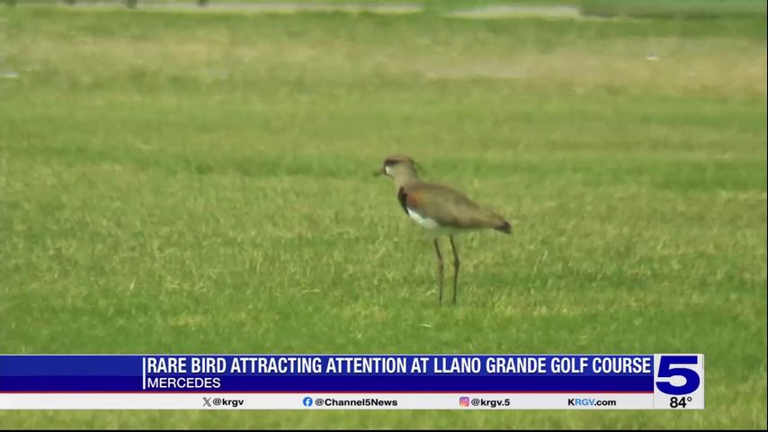 Rare bird sighting attracting bird watchers to Mercedes golf course