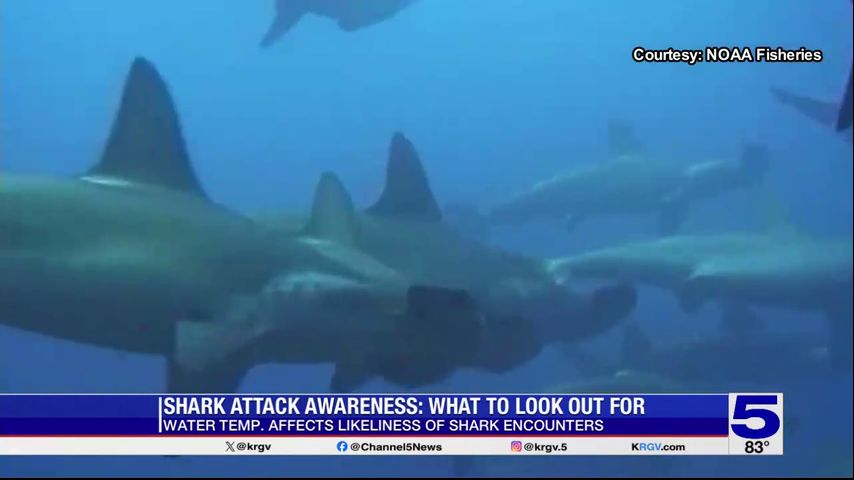 Shark experts raise awareness one year after South Padre Island attack