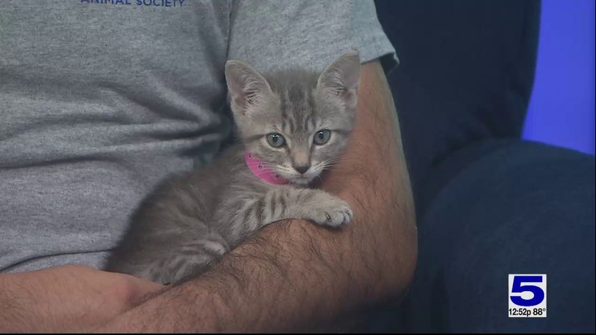 Pet of the Week: Heidi the tabby kitten