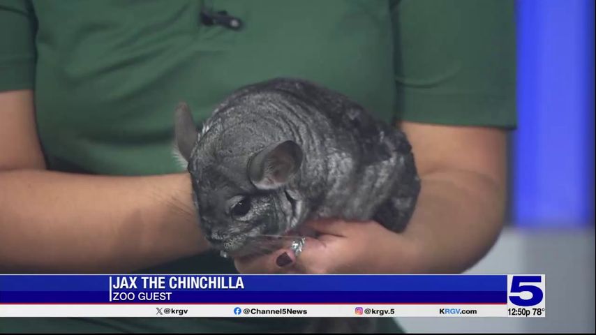 Zoo Guest: Jax the Chinchilla