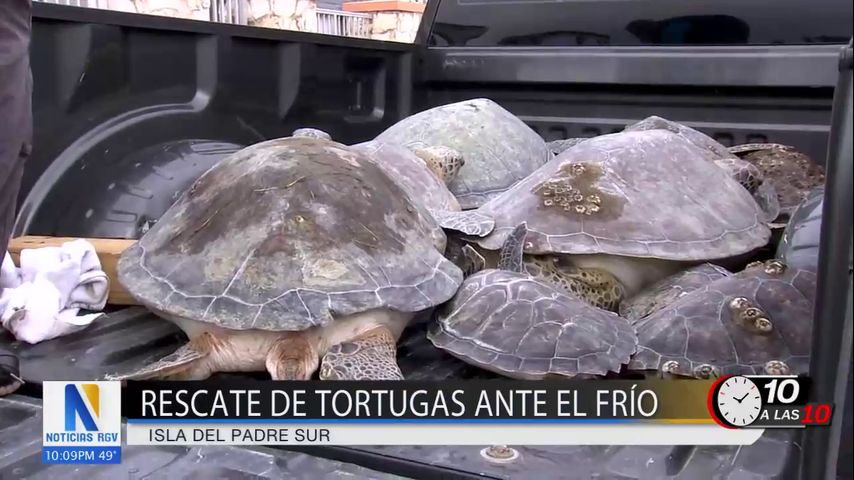 Rescate de tortugas ante el frío en la Isla del Padre Sur