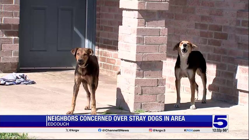 Edcouch city officials working to contain stray dog issue