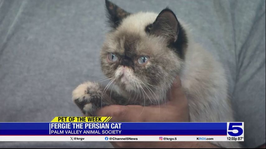 Pet of the Week: Fergie the Persian cat