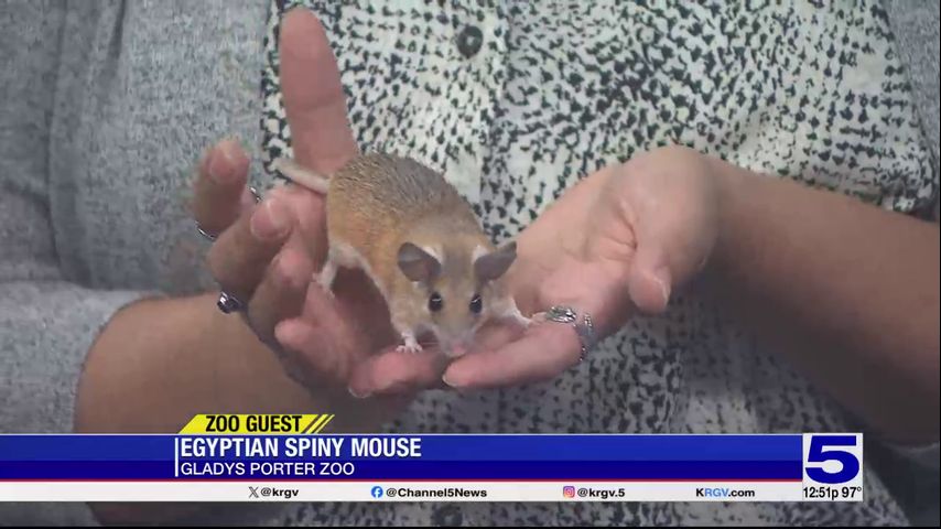 Zoo Guest: Egyptian Spiny Mouse