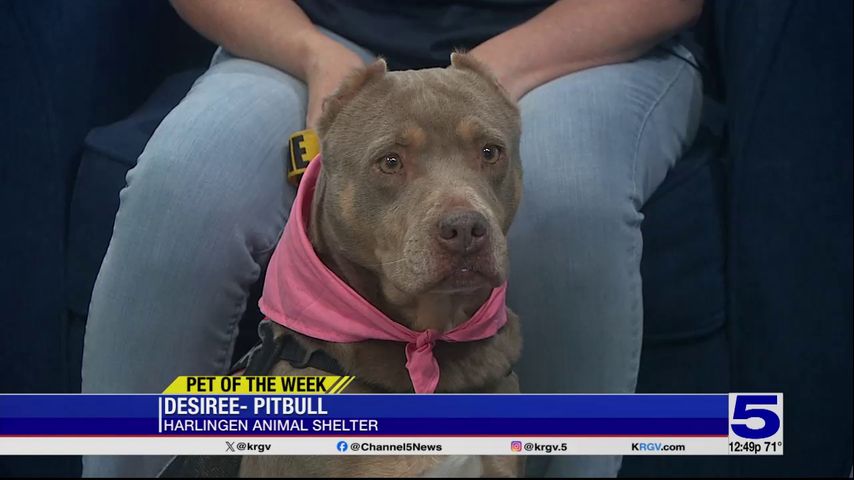 Pet of the Week: Desiree, the Pitbull