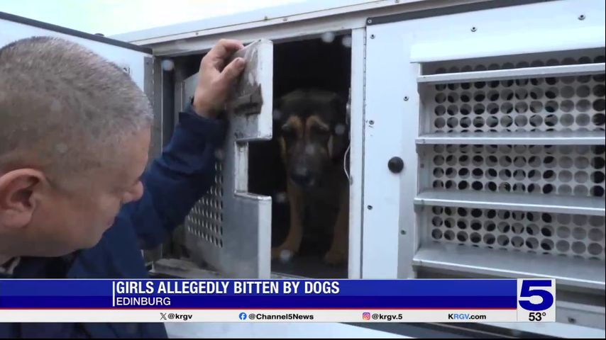 Animal control picks up 4 dogs accused of biting teens in rural Edinburg