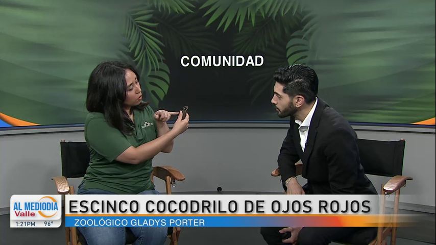 La Entrevista Conozca Al Escinco Cocodrilo De Ojos Rojos