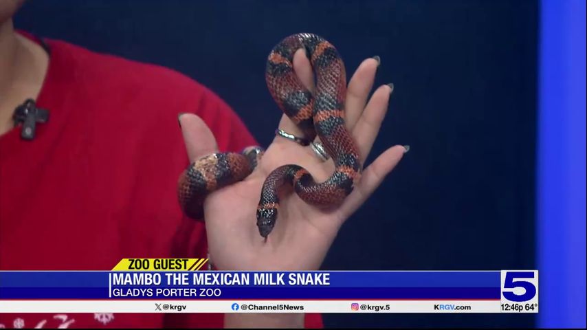 Zoo Guest: Mambo, the Mexican Milksnake