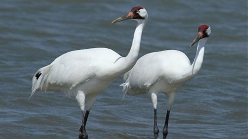 Louisiana man faces prison, fine for killing whooping crane
