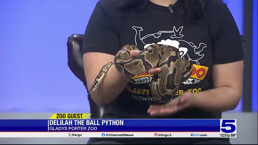 Zoo Guest: Delilah the ball python