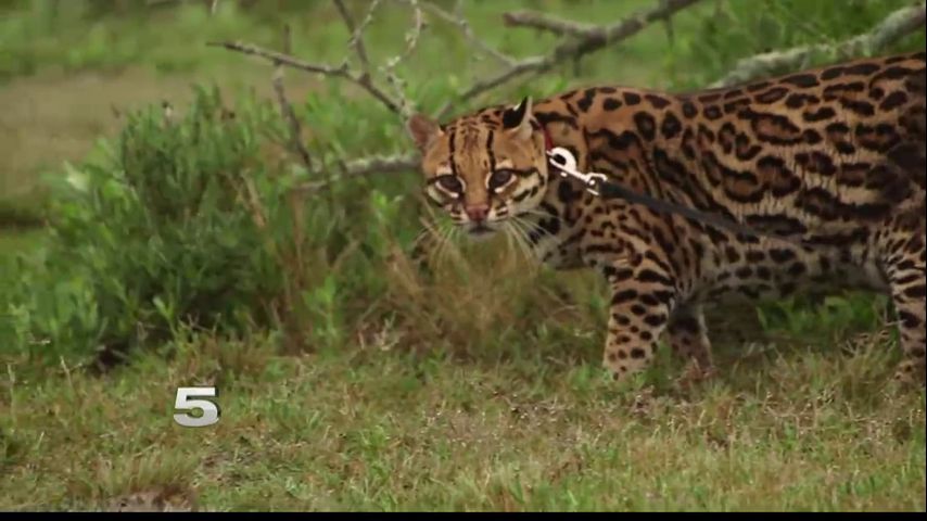 New Birth Gives Hope for Ocelot Conservationists