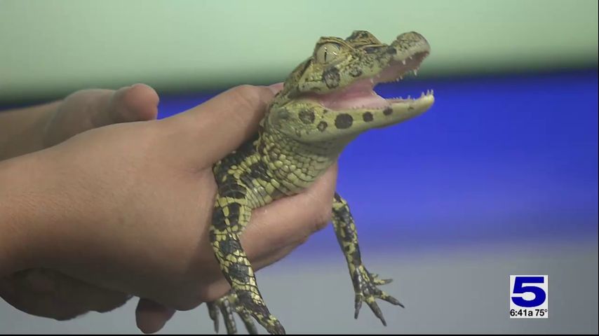 Zoo Guest: Charles the broad-snouted caiman