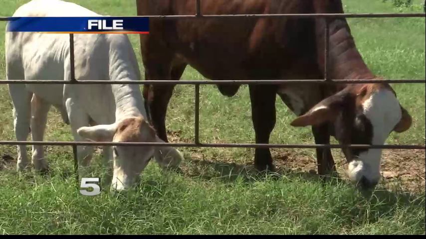 New USDA Program to Combat Cattle Diseases