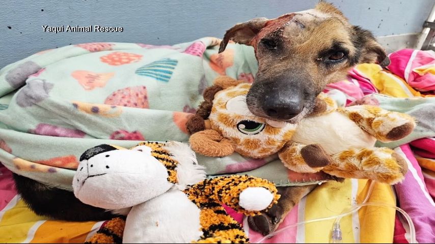 La Grulla dog in animal cruelty investigation dies