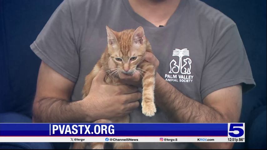 Pet of the Week: Vigo, the orange Tabby cat