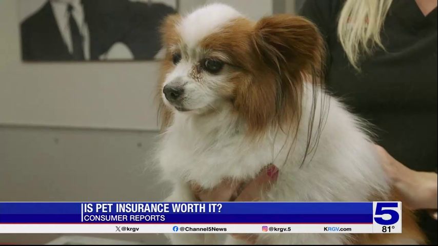 Consumer Reports: Is pet insurance worth it?