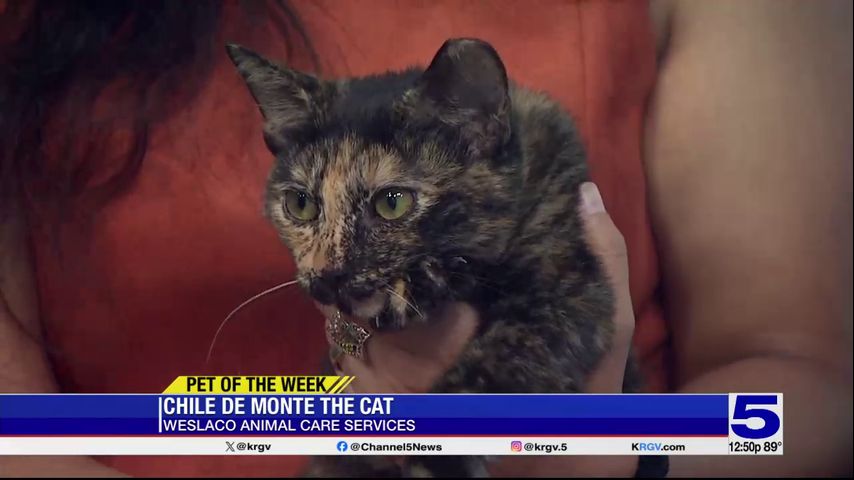 Pet of the Week: Chile De Monte the cat