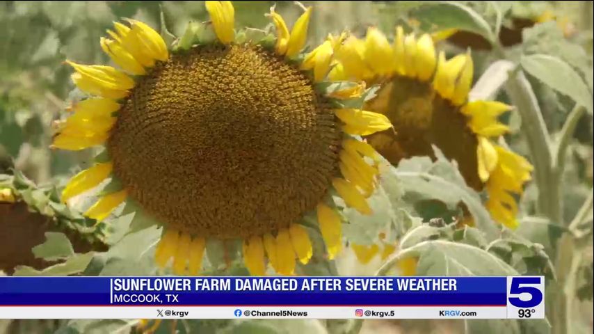 Recent storm damages McCook sunflower farm