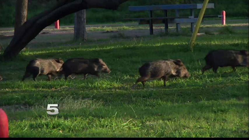 Nuisance Reports of Feral Hogs, Javelinas on the Rise Between 2 South Texas Cities
