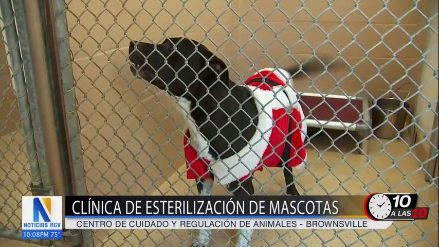 El refugio de animales de Brownsville anuncia planes para ayudar con el control de animales