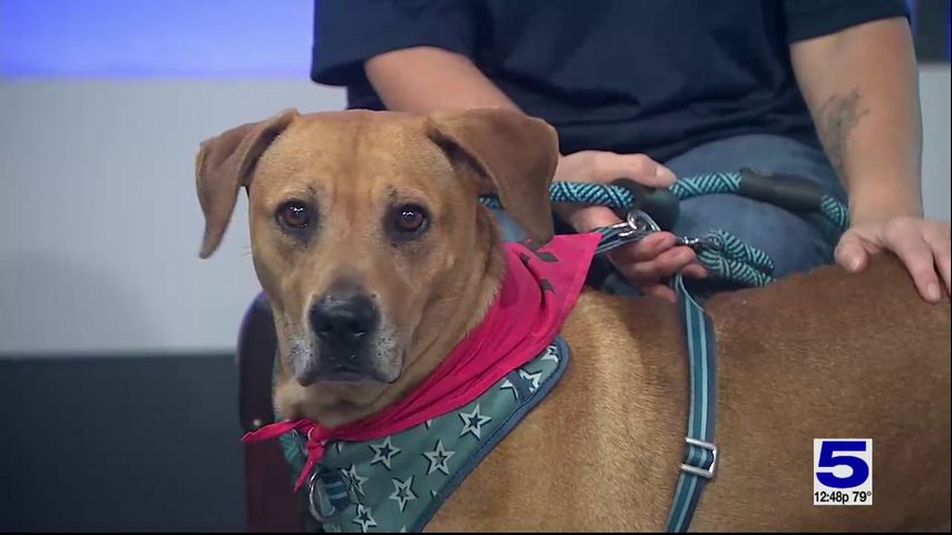 Pet of the Week: Lily the Lab