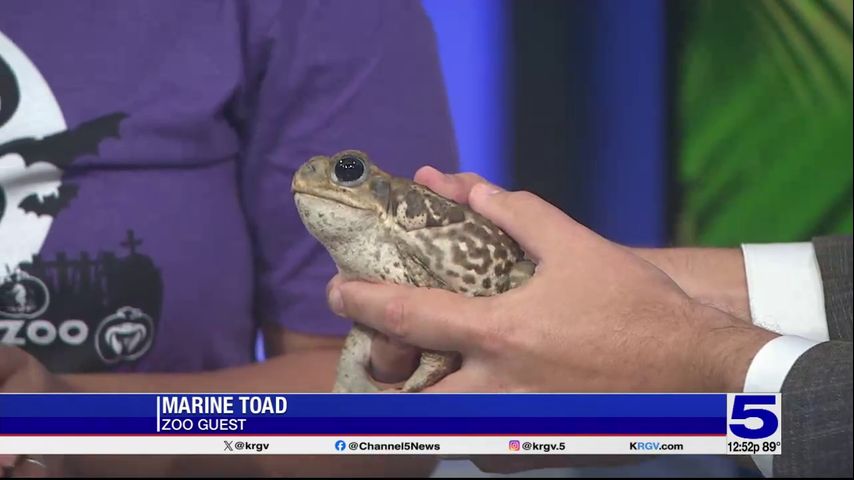 Zoo Guest: Marine toad