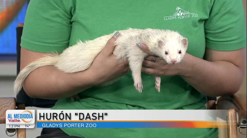 Desde el Zoológico: Presentan a Dash, el hurón