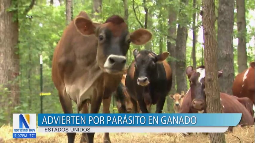 Departamento de Salud Pública del condado Hidalgo advierte de parásito en ganado
