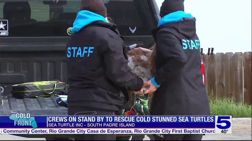 Crews on standby to rescue cold stunned sea turtles at South Padre Island