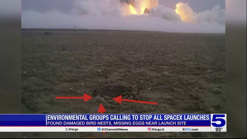 Environmental groups calling to stop all SpaceX launches after finding damaged birds nest, missing eggs near Boca Chica site