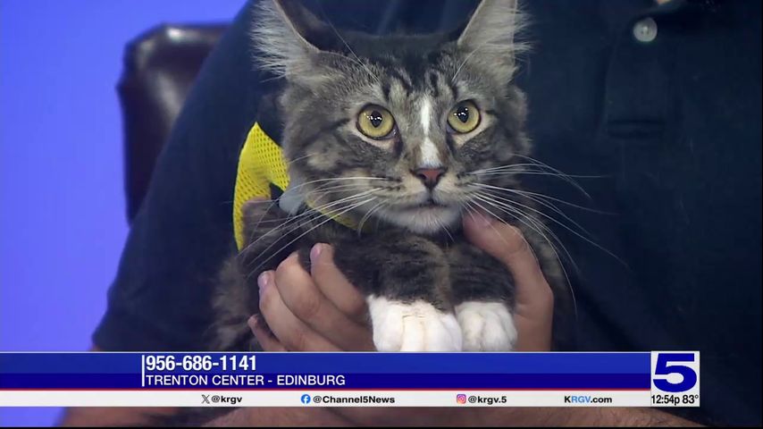 Pet of the Week: Waldo, the long-haired tabby cat