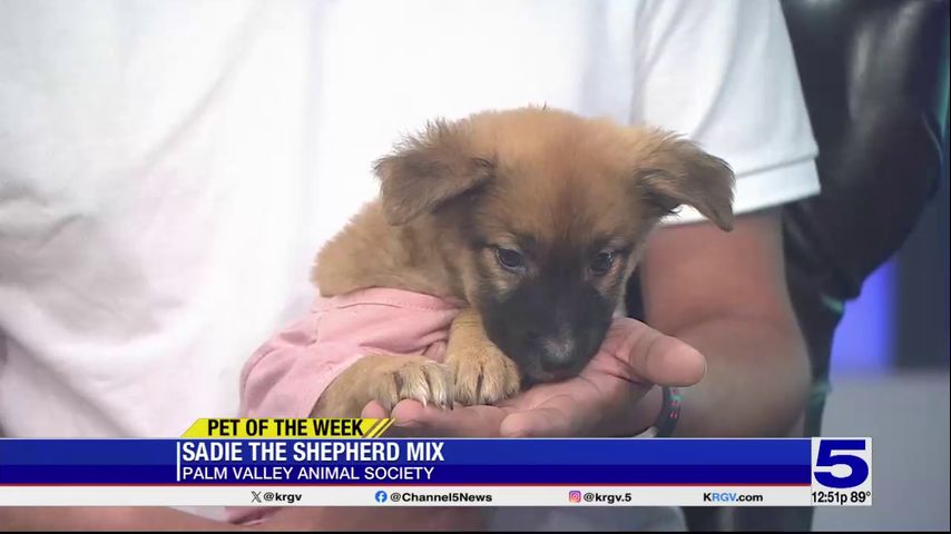 Pet of the Week: Sadie the shepherd mix