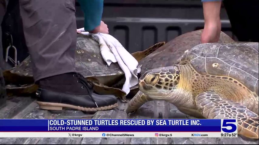 Nearly 200 cold-stunned turtles recovering at Sea Turtle Inc.