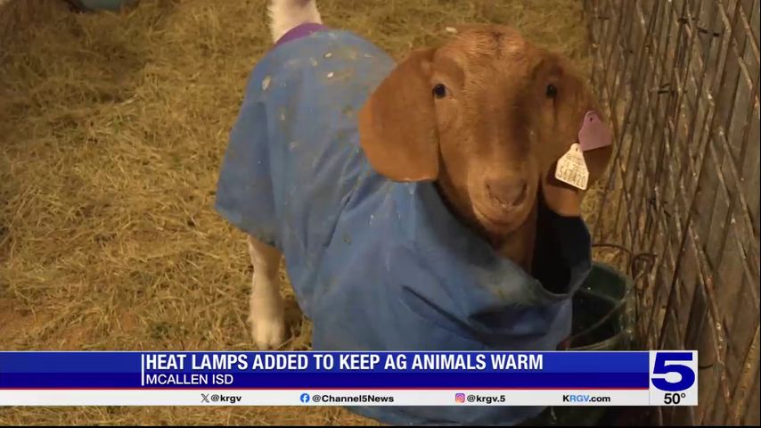 McAllen ISD using heat lamps to keep Ag animals warm