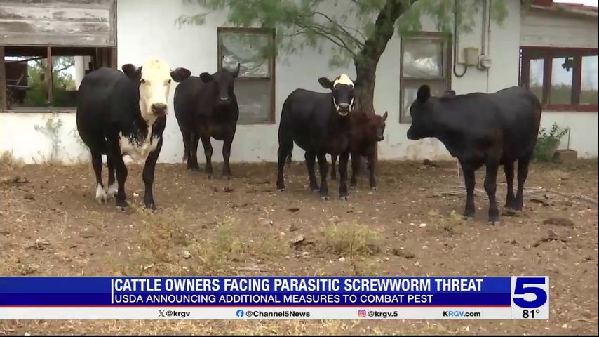 Valley cattle owners facing parasitic screwworm threat