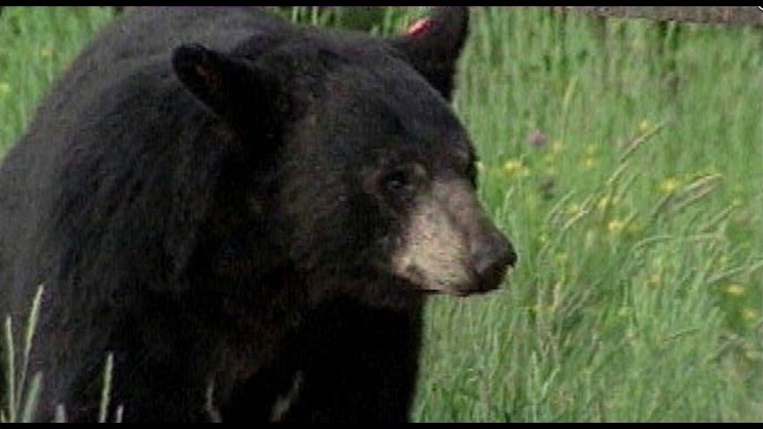 Man, 15-year-old son accused of killing Louisiana black bear