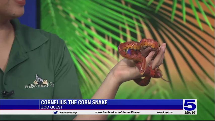 Zoo Guest: Cornelius the corn snake