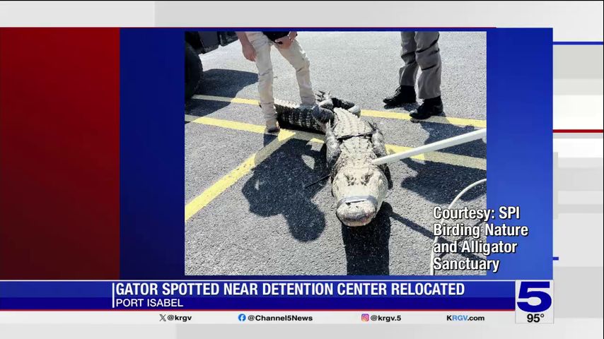 Alligator found at Port Isabel Detention Center relocated